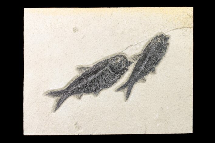 Two Detailed Fossil Fish (Knightia) - Wyoming #163438